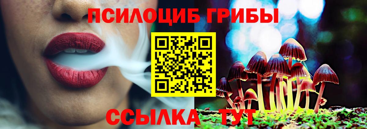 Псилоцибиновые грибы Psilocybe Петрозаводск
